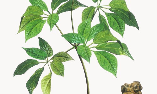 宝宝脸上的脂肪粒能挑网 :分享宝宝脸上出现白斑是什么原因-宝宝脸上出现白斑是什么原因知识
